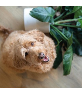 Berry Alloc Parquet stratifié Ocean+ - Gyant natural 4107 - 1288 mm x 190 mm x 8 mm