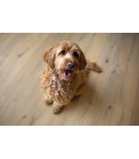 OCEAN+ 8V4 GYANT NATURAL