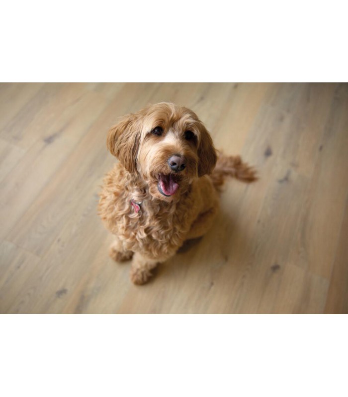 OCEAN+ 8V4 GYANT NATURAL