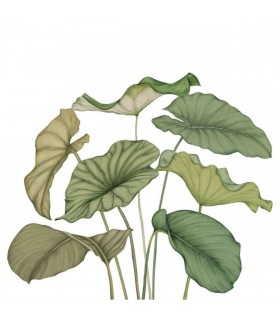 PANO CASAD.ALOCASIA VERT   S