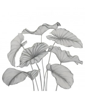PANO CASAD.ALOCASIA NOIR   S