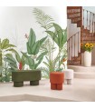 PANO CASAD.EDEN TROPICA.VERT S