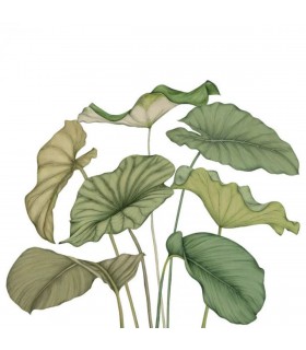PANO CASAD.ALOCASIA VERT   L