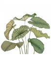 PANO CASAD.ALOCASIA VERT   L