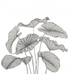 PANO CASAD.ALOCASIA NOIR   L