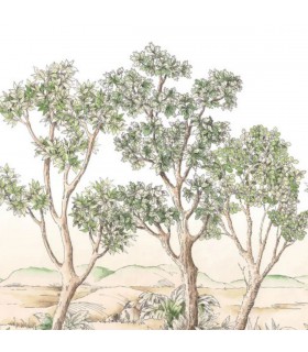 PANO CASAD.TERRE ACACIA VERT S