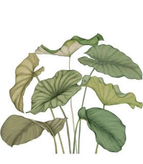 PANO CASAD.ALOCASIA VERT   M
