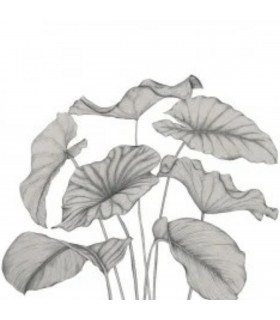 PANO CASAD.ALOCASIA NOIR   M