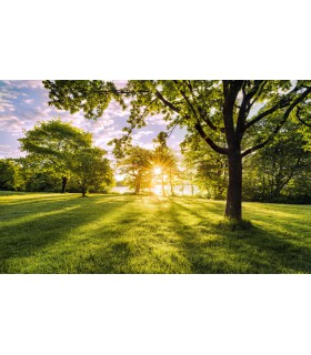 Panoramique Golden Moment - Collection Pure 2 - KOMAR - REF PSH054-VD4  - 400x250CM