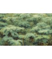 Panoramique Jungle Lands - Collection Pure 2 - KOMAR - REF PSH106-VD4  - 400x250CM
