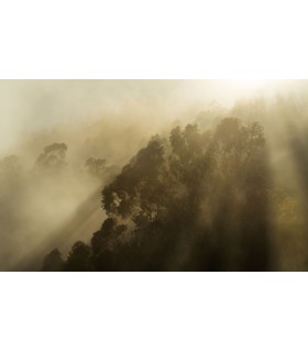 Panoramique Foggy Sunshine - Collection Pure 2 - KOMAR - REF PSH113-VD4  - 400x250CM