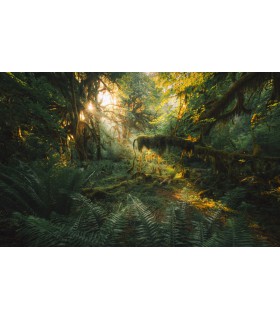 Panoramique Hall of Mosses - Collection Pure 2 - KOMAR - REF PSH103-VD4  - 400x250CM