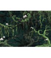 Panoramique ORCH IDEE - Collection FLAIR - KOMAR - 350X250