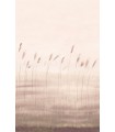 Panoramique JONC DES DUNES L NATUREL 200x310 - Collection WONDERWALLS 2 - CASADECO - Réf. WDWD200081504